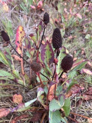 Anemopsis californica