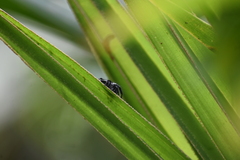 Carrhotus