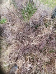 Gaultheria macrostigma