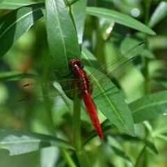 Rhodothemis rufa