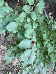 Lonicera