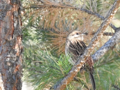 Emberiza leucocephalos