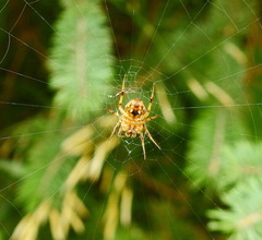Neoscona arabesca
