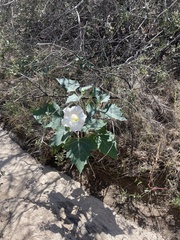 Datura