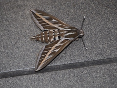 Hyles livornica