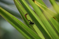 Carrhotus