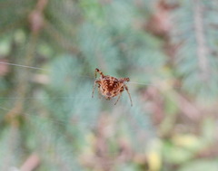 Neoscona arabesca