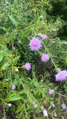 Cirsium altissimum