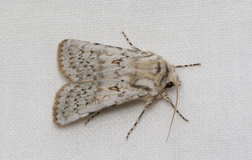 Sand Dart