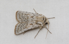 Agrotis ripae