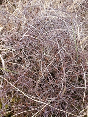 Gaultheria macrostigma