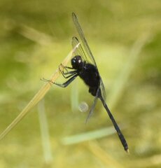 Erythemis plebeja