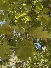 Quercus kelloggii