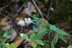 Symphyotrichum lateriflorum