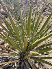Yucca schidigera