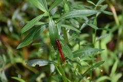 Rhodothemis rufa