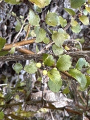 Gaultheria antipoda