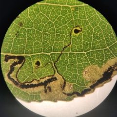Stigmella salicis