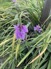 Physostegia
