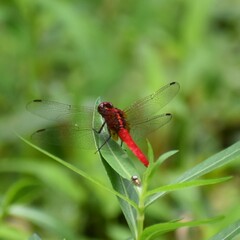Rhodothemis rufa