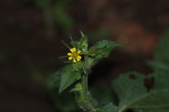 Sigesbeckia jorullensis