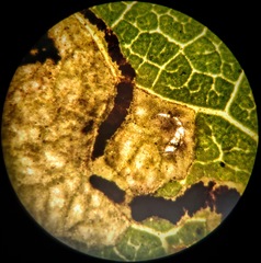 Stigmella salicis