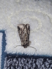 Allophyes oxyacanthae