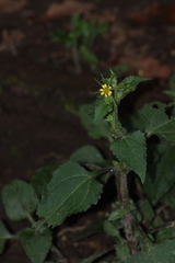 Sigesbeckia jorullensis