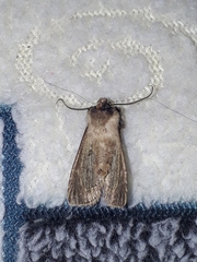 Allophyes oxyacanthae