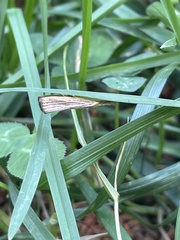 Agriphila vulgivagellus