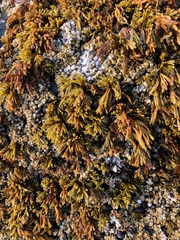Pelvetiopsis limitata