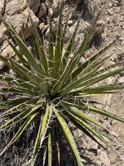 Yucca schidigera