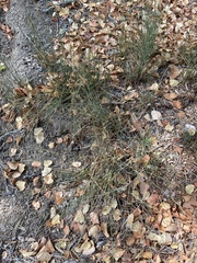 Juncus patens