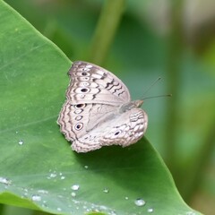 Junonia atlites