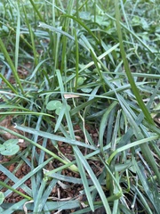 Agriphila vulgivagellus