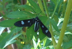 Leucotmemis nexa