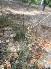 Juncus patens