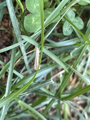 Agriphila vulgivagellus