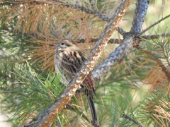Emberiza leucocephalos