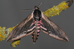 Sphinx ligustri