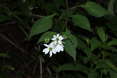 Montanoa frutescens