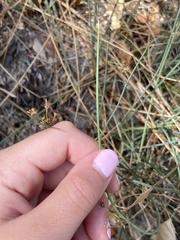 Juncus patens