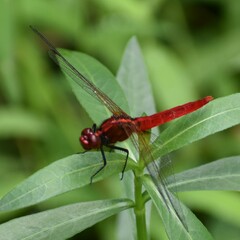 Rhodothemis rufa