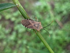 Anasa