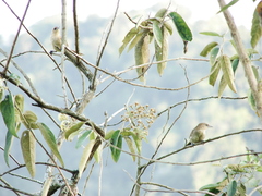 Phacellodomus rufifrons