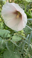 Alcea rosea