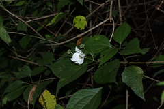 Montanoa frutescens