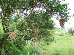 Phacellodomus rufifrons