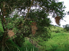 Phacellodomus rufifrons