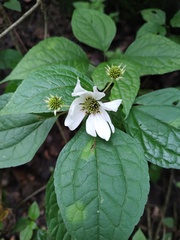 Montanoa frutescens